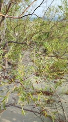 Salix acutifolia