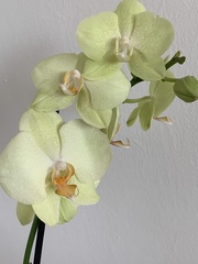Phalaenopsis