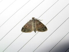 Larentiinae