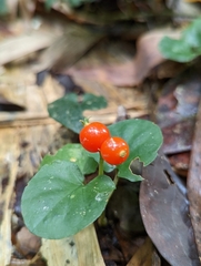 Geophila