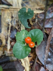 Geophila