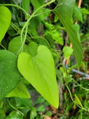 Aristolochia shimadae