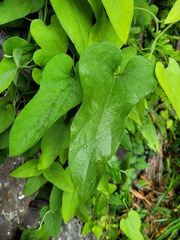 Aristolochia shimadae