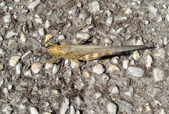 Anacridium aegyptium