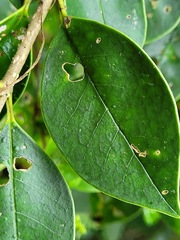 Ligustrum liukiuense