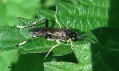 Macrophya montana