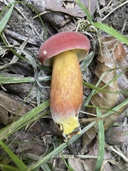 Hortiboletus rubellus