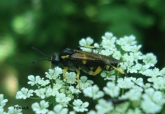 Macrophya montana