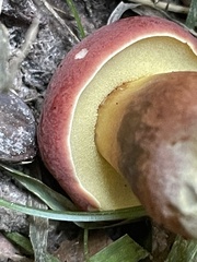 Hortiboletus rubellus