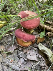 Hortiboletus rubellus