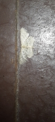 Idaea seriata