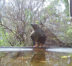 Ptilonorhynchus violaceus