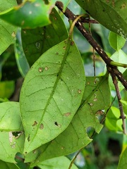 Ligustrum liukiuense