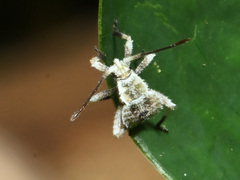 Acanthocoris scaber