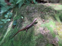 Sphenomorphus indicus