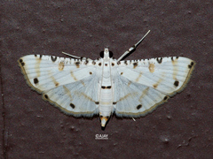 Pycnarmon cribrata