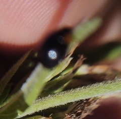 Parexochomus nigromaculatus