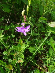 Calopogon tuberosus