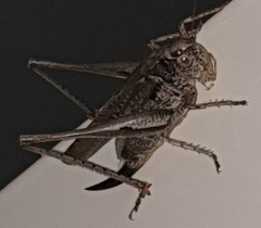 Platycleis albopunctata