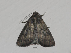Condica