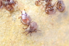 Hydrozetes
