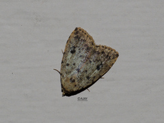 Neachrostia