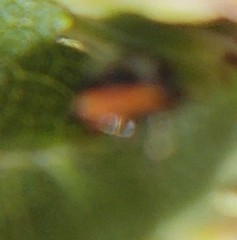 Parexochomus nigromaculatus