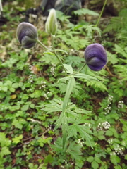 Aconitum delphiniifolium