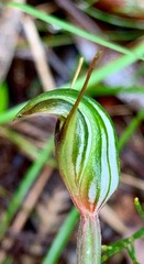 Pterostylis concinna