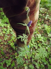 Aconitum delphiniifolium