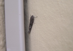 Scythris inspersella