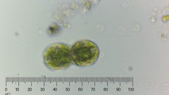 Cosmarium contractum