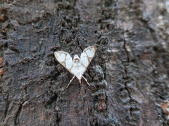 Cirrhochrista kosemponialis