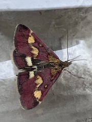 Pyrausta purpuralis