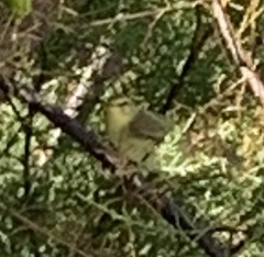 Phylloscopus trochilus