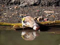 Carduelis carduelis