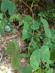 Bauhinia purpurea