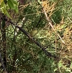 Phylloscopus trochilus