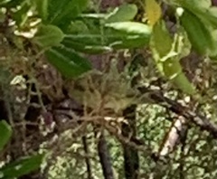 Phylloscopus trochilus