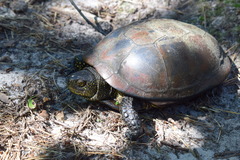 Emys orbicularis