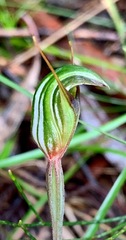 Pterostylis concinna