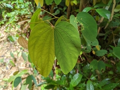 Bauhinia purpurea