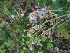 Tephroseris integrifolia