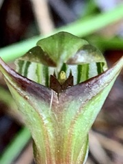 Pterostylis concinna