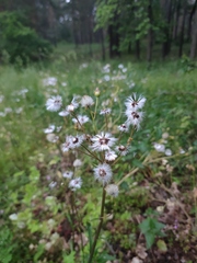 Tephroseris integrifolia