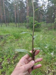 Tephroseris integrifolia