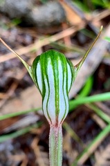 Pterostylis concinna