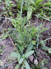 Cyclospermum leptophyllum