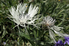 Centaurea cheiranthifolia