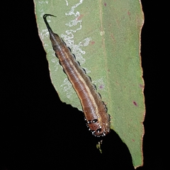 Lophyrotoma interrupta